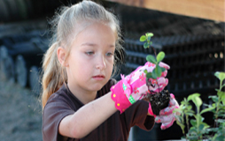 planting