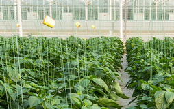  green house